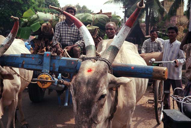 cows