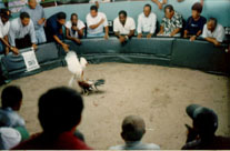 In the Ring